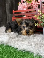 Yuri, a male Yorkshire Terrier for sale in Seneca Falls, NY – Photo 3 of 3