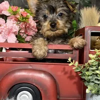 Yuri, a male Yorkshire Terrier for sale in Seneca Falls, NY – Photo 1 of 3