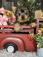 Yuri, a male Yorkshire Terrier for sale in Seneca Falls, NY – Photo 1 of 3