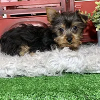 Yuri, a male Yorkshire Terrier for sale in Seneca Falls, NY – Photo 2 of 3