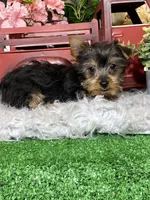 Yuri, a male Yorkshire Terrier for sale in Seneca Falls, NY – Photo 2 of 3