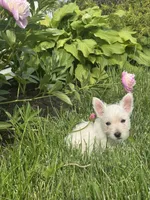 Wanda, a female West Highland White Terrier for sale in Seneca Falls, NY – 3 of 5