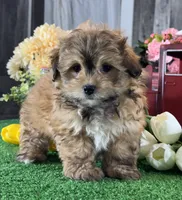 Hero, a male Havanese for sale in Seneca Falls, NY – 3 of 7