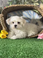 Louie , a male Bichon Frise and Lhasa Apso for sale in Seneca Falls, NY – 2 of 5