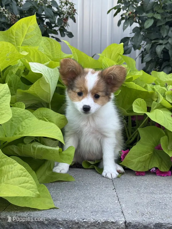Rosie  – Papillon puppy for sale in Seneca Falls, NY