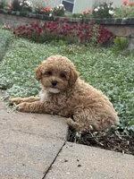 Pablo, a male Poodle - Toy  for sale in Seneca Falls, NY – 3 of 5