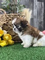 Starla, a female Shih Tzu for sale in Seneca Falls, NY – 5 of 5
