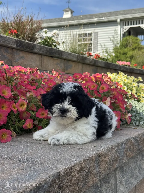 Ashton – Coton de Tulear, Shih Tzu puppy for sale in Seneca Falls, NY