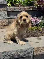 Chief, a male Cocker Spaniel for sale in Seneca Falls, NY – 3 of 8