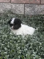 Holly, a female Havanese for sale in Seneca Falls, NY – 3 of 5