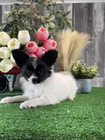 Racer, a male Papillon for sale in Seneca Falls, NY – Photo 3 of 4