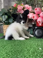 Racer, a male Papillon for sale in Seneca Falls, NY – Photo 2 of 4