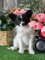 Racer, a male Papillon for sale in Seneca Falls, NY – Photo 4 of 4