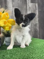 Racer, a male Papillon for sale in Seneca Falls, NY – Photo 1 of 4