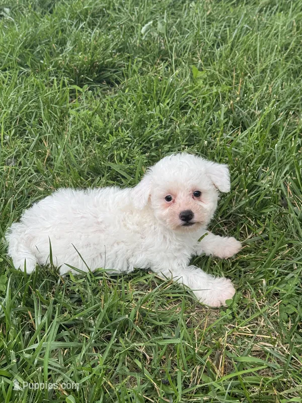 Bear – Bichpoo puppy for sale in Seneca Falls, NY