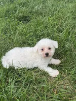 Bear, a male Bichpoo for sale in Seneca Falls, NY – 1 of 5