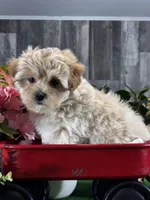 Lexi, a female Lhasa Apso and Coton de Tulear for sale in Seneca Falls, NY – Photo 2 of 6