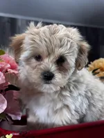 Lexi, a female Lhasa Apso and Coton de Tulear for sale in Seneca Falls, NY – Photo 1 of 6