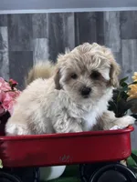 Lexi, a female Lhasa Apso and Coton de Tulear for sale in Seneca Falls, NY – Photo 3 of 6