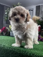 Lexi, a female Lhasa Apso and Coton de Tulear for sale in Seneca Falls, NY – Photo 4 of 6