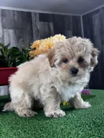 Lexi, a female Lhasa Apso and Coton de Tulear for sale in Seneca Falls, NY – Photo 6 of 6