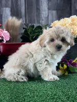 Lexi, a female Lhasa Apso and Coton de Tulear for sale in Seneca Falls, NY – Photo 5 of 6