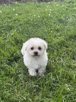 Bear, a male Bichpoo for sale in Seneca Falls, NY – 5 of 5