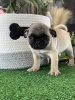 Pluto, a male Pug for sale in Seneca Falls, NY – Photo 4 of 4