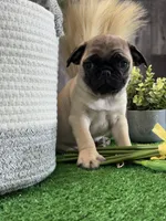 Pluto, a male Pug for sale in Seneca Falls, NY – Photo 2 of 4