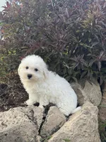 Betsy, a female Bichon Frise for sale in Seneca Falls, NY – 5 of 5