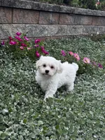 Jimmy , a male Shih Tzu and Poodle - Toy  for sale in Seneca Falls, NY – 4 of 7