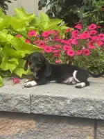 Dodge , a male Miniature Dachshund for sale in Seneca Falls, NY – 4 of 5