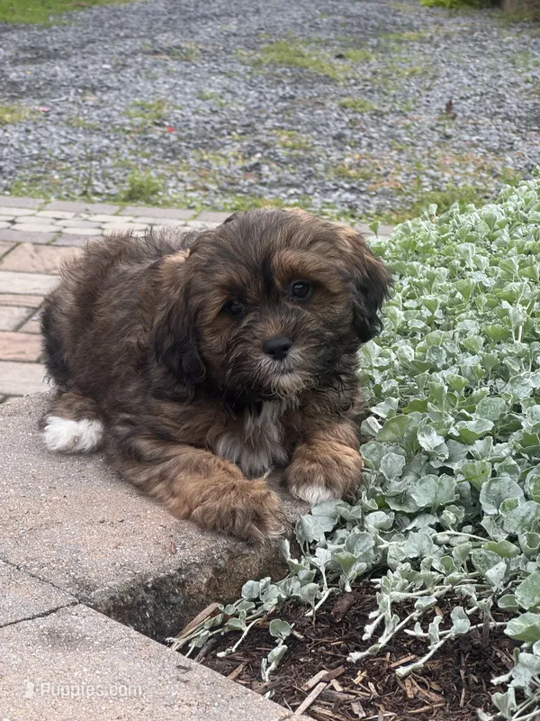 Xander – Shihpoo puppy for sale in Seneca Falls, NY