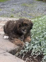 Xander, a male Shihpoo for sale in Seneca Falls, NY – 1 of 6