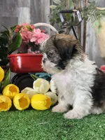Sydney , a male Shih Tzu for sale in Seneca Falls, NY – 2 of 5