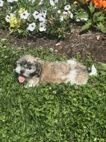 Jack, a female Bichon Frise and Shih Tzu for sale in Seneca Falls, NY – 4 of 5