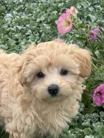 Murphy , a male Maltipoo for sale in Seneca Falls, NY – 2 of 7