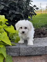 Bonnie , a female Bichon Frise for sale in Seneca Falls, NY – 2 of 7