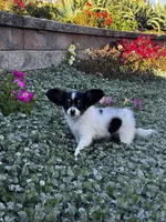 Rachel, a female Papillon for sale in Seneca Falls, NY – 3 of 3