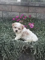 Hamilton , a male Havanese for sale in Seneca Falls, NY – 5 of 6
