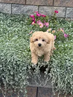 Murphy , a male Maltipoo for sale in Seneca Falls, NY – 4 of 7
