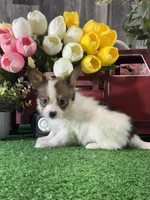 Ricky , a male Papillon for sale in Seneca Falls, NY – 3 of 5