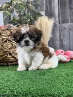 Starla, a female Shih Tzu for sale in Seneca Falls, NY – 2 of 5