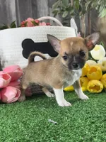 Fern , a female Chihuahua for sale in Seneca Falls, NY – 4 of 5