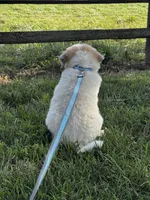 George, a male Great Pyrenees for sale in Seneca Falls, NY – 3 of 6