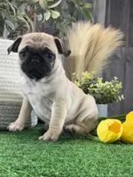 Peggy , a female Pug for sale in Seneca Falls, NY – 2 of 5