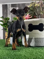 Quella, a female Miniature Pinscher for sale in Seneca Falls, NY – Photo 3 of 5