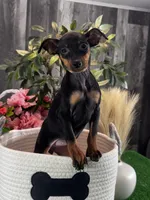Quella, a female Miniature Pinscher for sale in Seneca Falls, NY – Photo 4 of 5