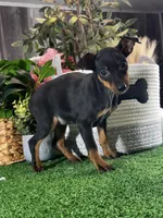 Quella, a female Miniature Pinscher for sale in Seneca Falls, NY – Photo 5 of 5