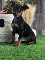 Quella, a female Miniature Pinscher for sale in Seneca Falls, NY – Photo 2 of 5